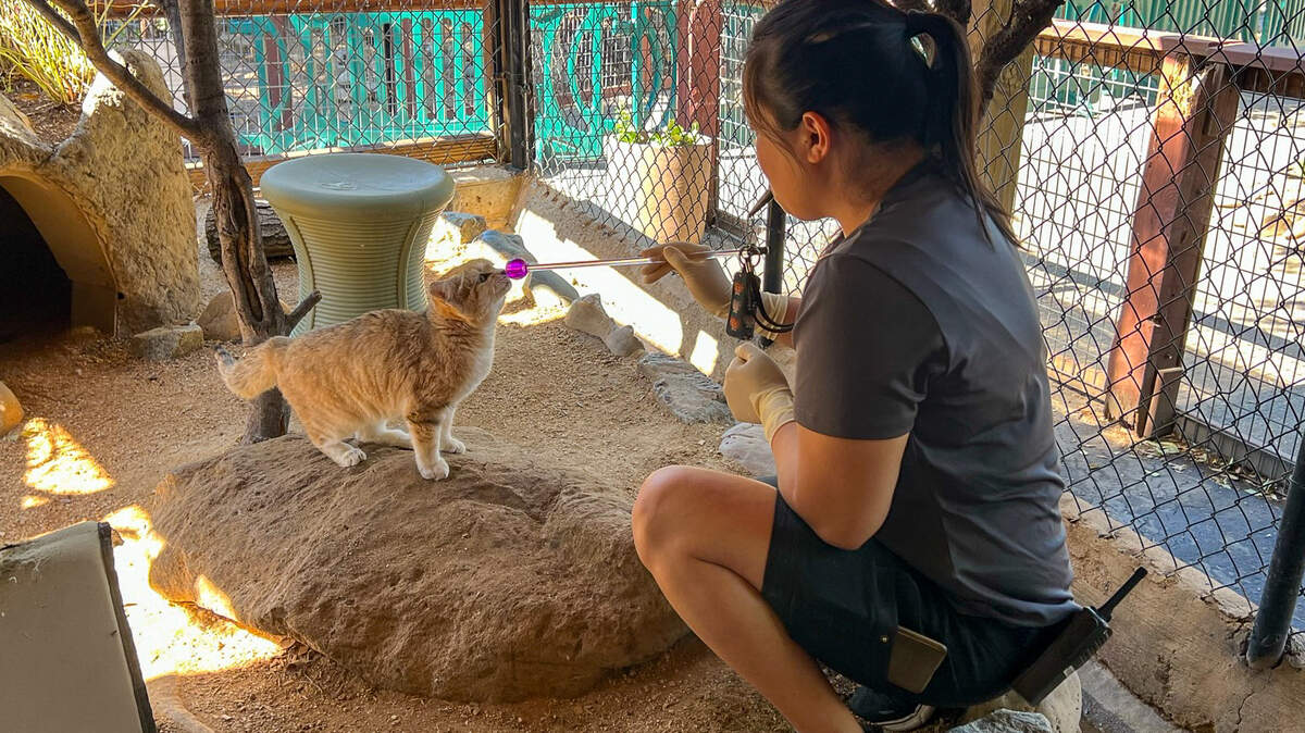 Folsom City Zoo Sanctuary Zookeeper Helen Chu training sand cat Margo, who recently garnered attention on Instagram for pictures of her hissing. The zoo was at the center of Folsom’s budget debate. Folsom City Zoo Sanctuary Zookeeper Helen Chu training sand cat Margo, who recently garnered attention on Instagram for pictures of her hissing. The zoo was at the center of Folsom’s budget debate.